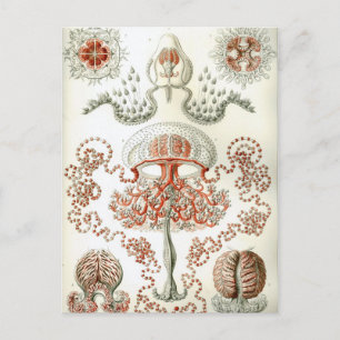 Kunst van de Natuur  Ernst Haeckel Anthomedusae Briefkaart