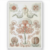 Kunst van de Natuur Ernst Haeckel Anthomedusae Sticker (Voorkant)