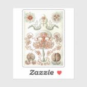 Kunst van de Natuur Ernst Haeckel Anthomedusae Sticker (Vel)