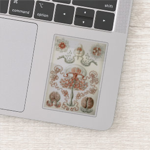 Kunst van de Natuur  Ernst Haeckel Anthomedusae Sticker