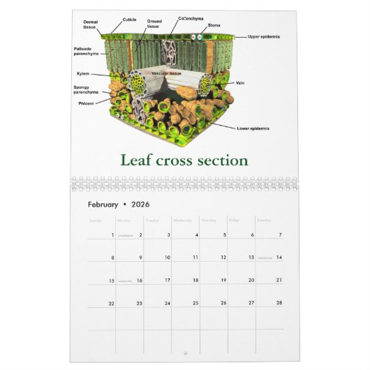 Kunst van de wetenschap #4 kalender (Feb 2026)