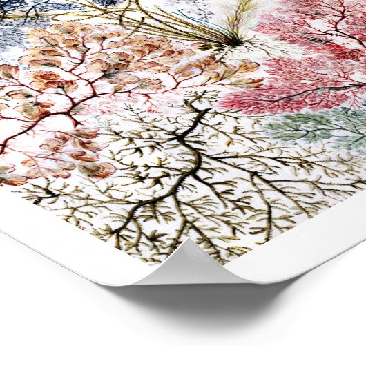 Kunst van de Zuurzijde van zeewier Poster (Hoek)