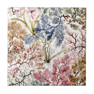 Kunst van de Zuurzijde van zeewier Tegeltje