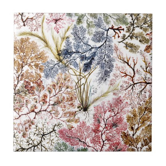 Kunst van de Zuurzijde van zeewier Tegeltje (Voorkant)