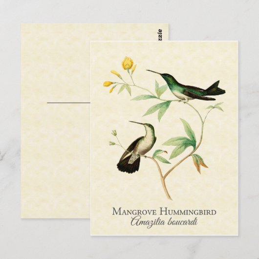 kunst van Mangrove Hummingbird Briefkaart (Voorkant / Achterkant)
