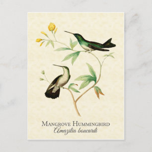  kunst van Mangrove Hummingbird Briefkaart