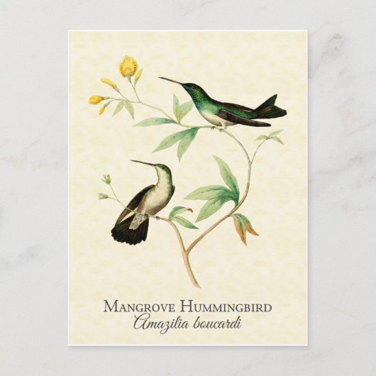  kunst van Mangrove Hummingbird Briefkaart (Voorkant)