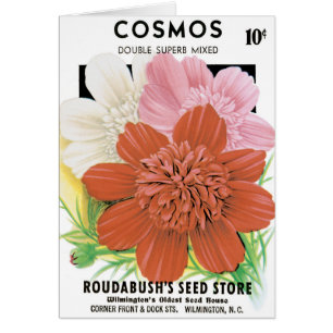 Kunst van oude zaadpakketten, Cosmos-tuinbloemen