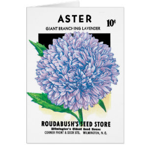 Kunst van oude zaadpakketten, paarse Aster-bloemen