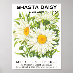 Kunst van vintage zaadpakketten, Shasta-madeliefje Poster