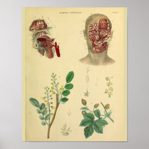 Kunst voor anatomie van medische Planten Poster