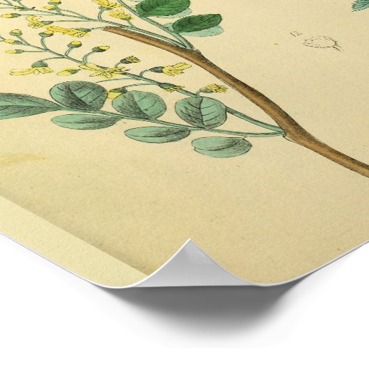 Kunst voor anatomie van Planten met gezichtsscherp Poster (Hoek)