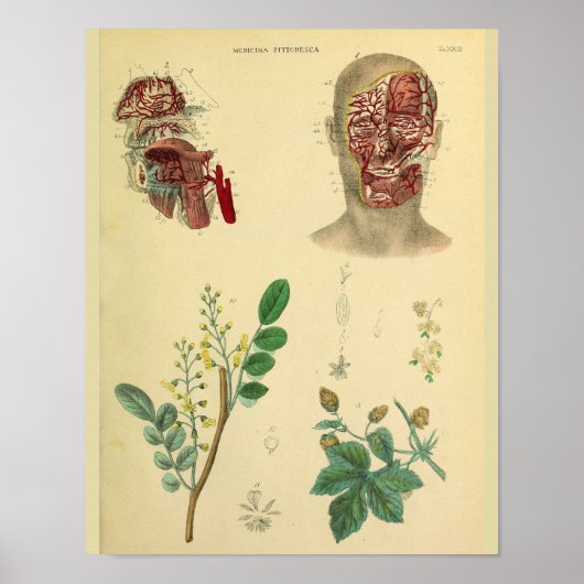 Kunst voor anatomie van Planten met gezichtsscherp Poster (Voorkant)
