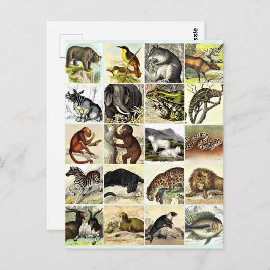 Kunst voor het Oerwoud- en zeebodemblad Briefkaart (Voorkant / Achterkant)