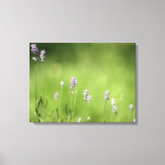 Kunst voor lavender en groene fotografie canvas afdruk (Voorkant)