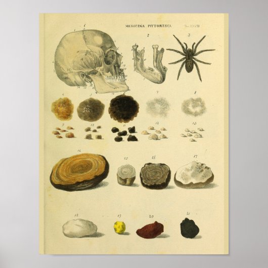 Kunst voor menselijke schedelspin Medische anatomi Poster (Voorkant)