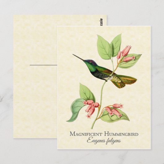  kunst voor mensvogels briefkaart (Voorkant / Achterkant)