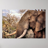 Kunst voor Olifantenliefhebbers Poster (Voorkant)