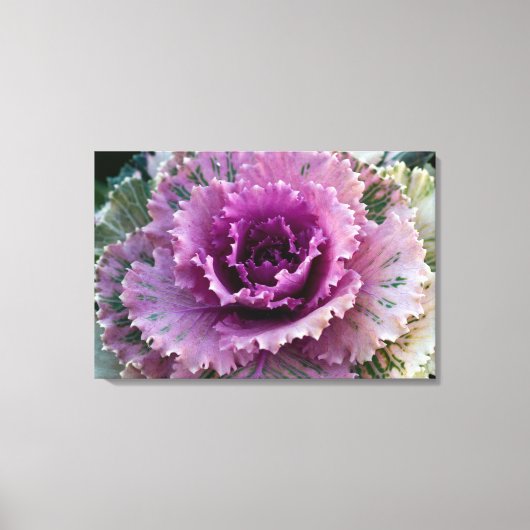 Kunst voor ornamental Kale Closeup Stretted Canvas Afdruk (Voorkant)