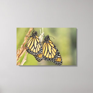 Kunst voor schilfers van Monarch-Butterflys Fotogr Canvas Afdruk