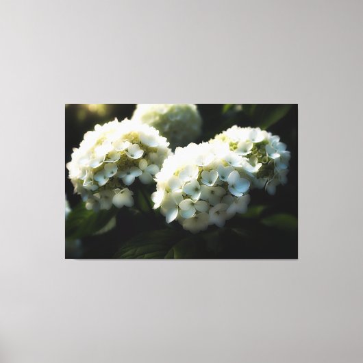 *~* Kunst Witte Hydrangea TV2 Uitgerekte Canvas Pr (Voorkant)