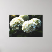 *~* Kunst Witte Hydrangea TV2 Uitgerekte Canvas Pr Afdruk (Voorkant)