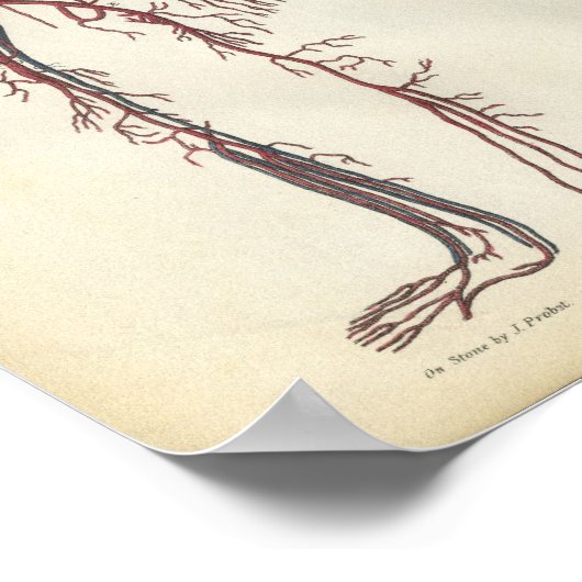 Kunstaarten  Anatomie Afdrukken Hart Poster (Hoek)