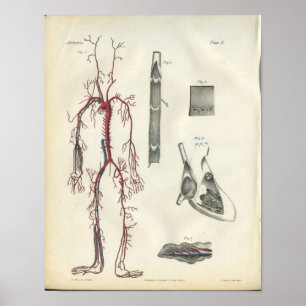 Kunstaarten  Anatomie Afdrukken Hart Poster