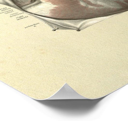 Kunstaarten - Anatomie Afdrukken Poster (Hoek)