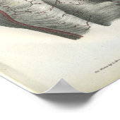 Kunstaarten van de achterste anatomie afdrukken poster (Hoek)