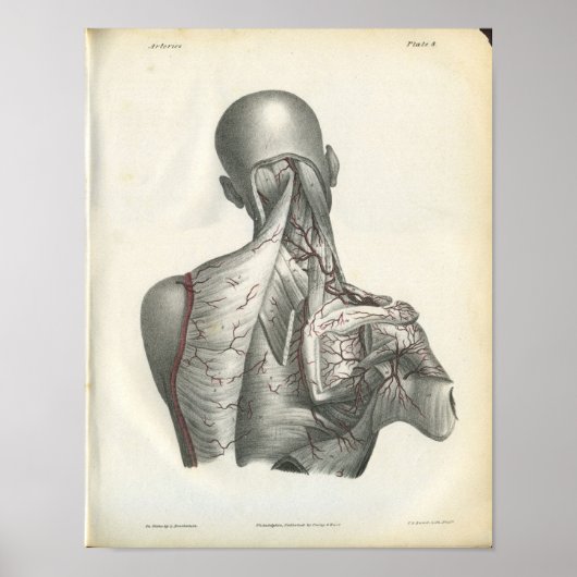Kunstaarten van de achterste anatomie afdrukken poster (Voorkant)