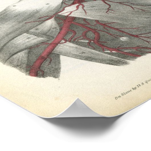 Kunstaarten van de Anatomie van het hoofd en van d Poster (Hoek)