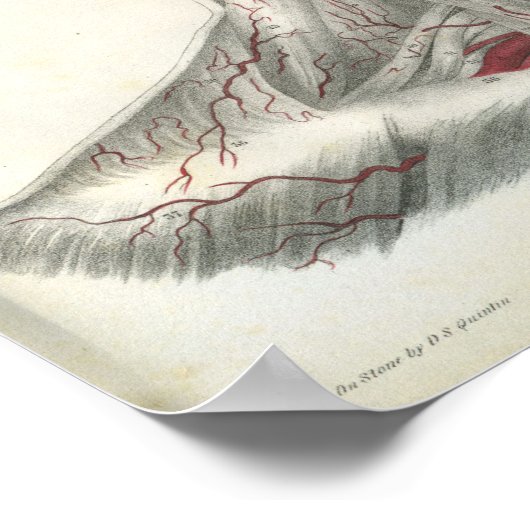 Kunstaarten van de Anatomie van het hoofd en van d Poster (Hoek)