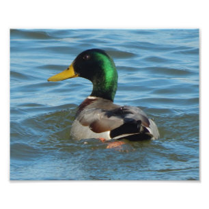 Kunstafdrukken: Mallard Duck Foto Afdruk