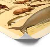 Kunstafdrukken voor Collectie van wilde dieren Poster (Hoek)