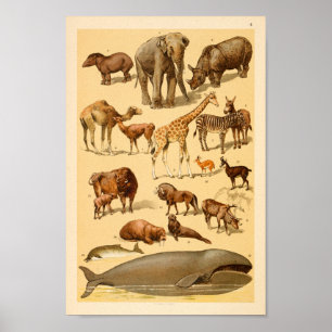 Kunstafdrukken voor Collectie van wilde dieren Poster