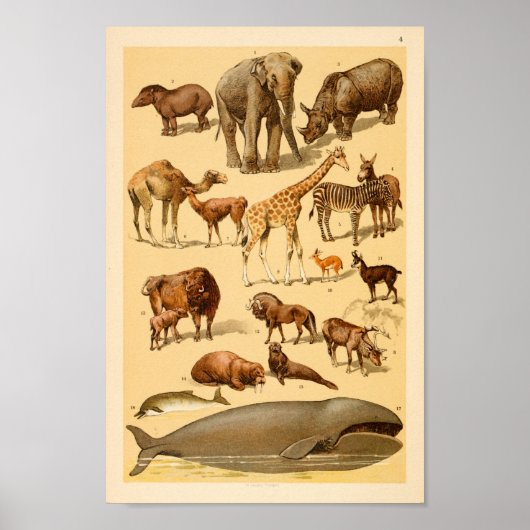 Kunstafdrukken voor Collectie van wilde dieren Poster (Voorkant)