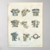 Kunstchiropraktijk met bovenleer-baarheids- en TMJ Poster (Voorkant)