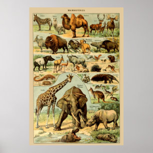 kunstdrukken afrikaanse wilde dieren poster