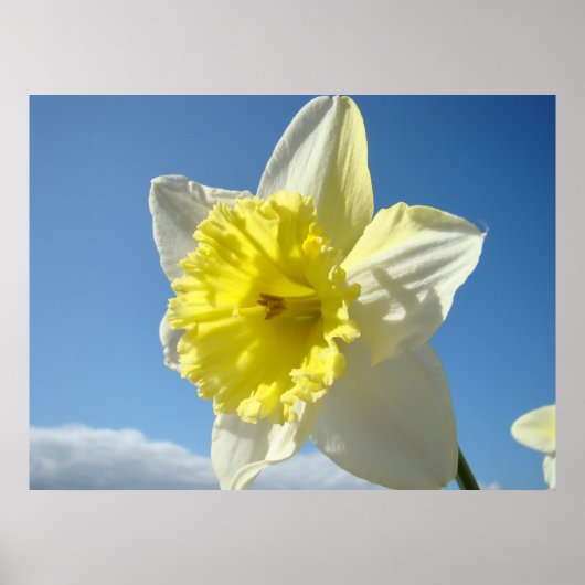 KUNSTDRUKKEN Gele Narcis Bloemen Canvas Kunstwerk Poster (Voorkant)