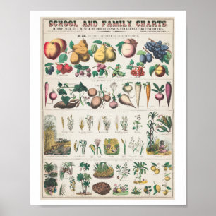  kunstdrukwerk voor de fruitfamilie poster