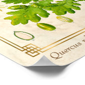  kunsteiken laat botanische illustratie achter poster (Hoek)
