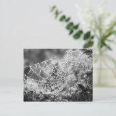 Kunstenaar van de natuur - Het web van de spin - F Briefkaart (Staand voorkant)
