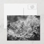Kunstenaar van de natuur - Het web van de spin - F Briefkaart (Voorkant / Achterkant)
