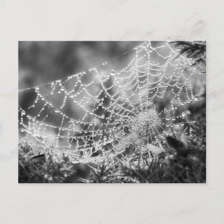 Kunstenaar van de natuur - Het web van de spin - F Briefkaart