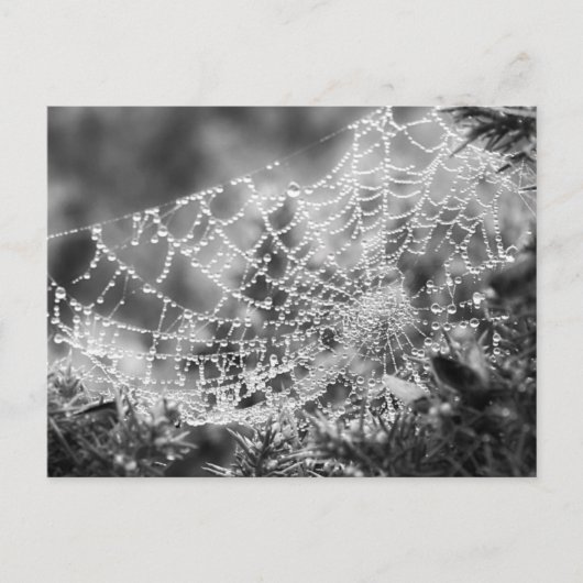 Kunstenaar van de natuur - Het web van de spin - F Briefkaart (Voorkant)