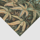 Kunstformen der Natur, Filicinae - Ernst Haeckel Tissuepapier (Detail)