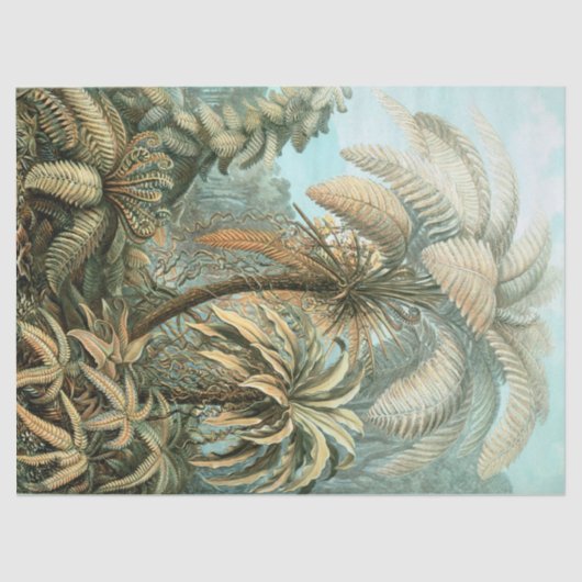 Kunstformen der Natur, Filicinae - Ernst Haeckel Tissuepapier (Voorkant)