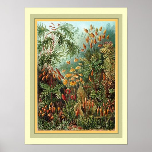 Kunstformen der Natuur van Haeckel 12 x 16 Poster (Voorkant)
