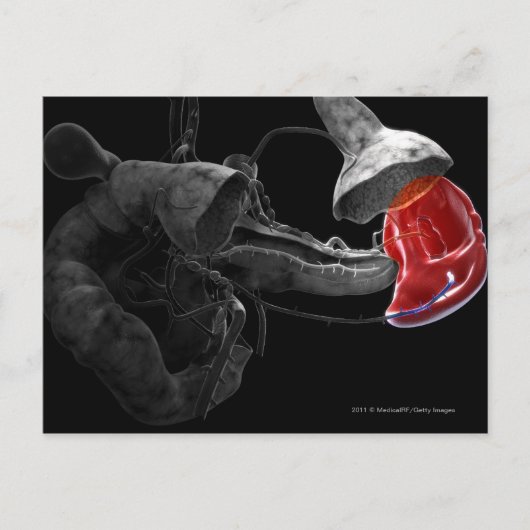 Kunstmatige 3d rendering van de milt briefkaart (Voorkant)